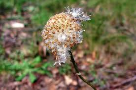 Sprinkle seeds on the soil and rake the surface gently to cover the. Variable Billy Buttons Victorian Native Seed