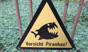 The botanischer garten jena is the second oldest botanical garden in germany, maintained by the university of jena and located at fürstengraben 26, jena, thuringia, germany. Piranhas At Work Botanischer Garten Jena The Passenger