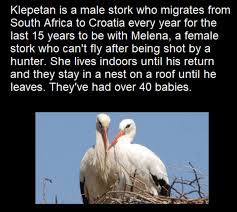 Pin By Nick Nicolaou On Animals Long Distance Relationship Distance Relationship Nature Birds
