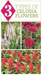 3 Types Of Celosia Celosia Flower Flowers Flower Garden