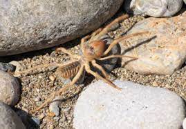 The hobo spider is an extremely fast runner, with the ability to dodge many of its predators. 7 Most Common Dangerous Spiders In Utah Utah Pest Control
