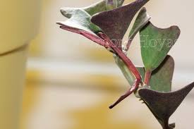 Realistically, you can expect plants to do well when the weather cooperates, but be prepared. We Will Follow Hoya Manipurensis Over The Next Few Months Vermont Hoyas
