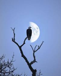 By The Light Of The Moon Photography By Michelle Cobble Cobbleart Https Www Moonipulations Com By The Li Moon Photography Beautiful Moon Nocturnal Animals