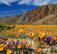 Anza-Borrego Desert State Park | California Suites Hotel
