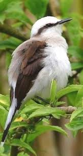 Birds And The Bees Lyrics Choosing Plants To Entice Birds And Butterflies To Your Yard Beautiful Birds Wild Birds Unlimited Wild Birds