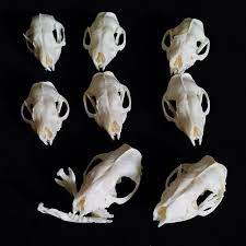 4812 шт. настоящие черепа Ежикачереп с изображением  животныхНовинкаремесло | AliExpress