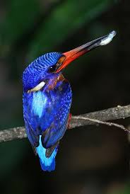 Blue Eared Kingfisher Male Colorful Birds Kingfisher Nature Birds