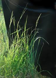 Image result for Oryza longistaminata