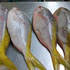 2 ekor/700 g ikan ekor kuning. Jual Ikan Ekor Kuning Segar Jakarta Utara Ikan Laut Mu Tokopedia