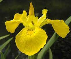 Images And Information On Yellow Iris