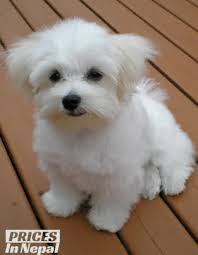 Maltese Dog Price In Nepal Where To Buy A Pure Breed Puppy