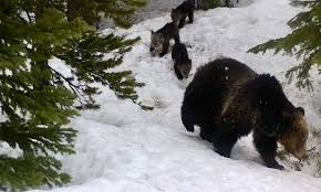 Grizzly bears instinctively hibernate to survive during the coldest of months, when food is scarce and the weather is harsh. Cubs Display Cuteness Emerging From Hibernation With Mom