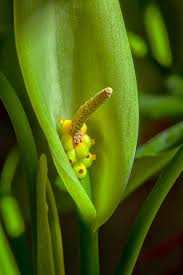 Image result for dieffenbachia flower