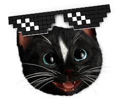 Cat Memes Gifs Get The Best Gif On Giphy