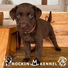Our gorgeous lab puppies for sale are the best in ca! Lab Puppies Rockin M Kennel Black Yellow Chocolate South Texas