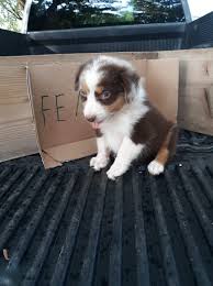 Australian Shepherds of TN