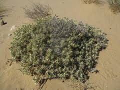 Image result for Blepharis diversispina