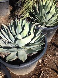 April 21 · desert hot springs, ca, united states ·. Gdnc Inc