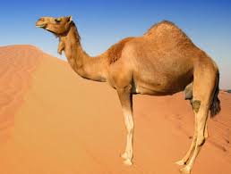 The bee or the bumble bee hummingbirds? About Camel Facts On Camels Description And Distribution Of Camel Information On Camels Camel Classification Camel Types Camel History