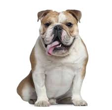 It's also free to list your available puppies and litters on our site. Victorian Bulldogs All You Need To Know Ultimate Home Life