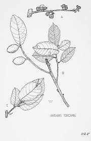 Image result for Antiaris