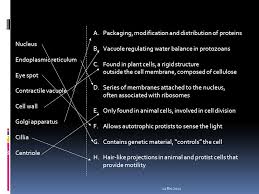 Maybe you would like to learn more about one of these? Do Now What Is The Function Of The Contractile Vacuole How Does This Help Osmo Regulation What Is A Centriole What Process Are They Involved Ppt Download