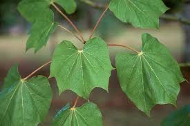 Image result for Firmiana