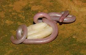 So far, the guinness book of world records confirms that the longest snake ever captured is just 32 feet long, while the heaviest snake kept in captivity is a burmese python from gurnee, ill, and it weighs 402 pounds. Absurd Creature Of The Week The World S Tiniest Most Adorable Snake Can Curl Up On A Quarter Wired