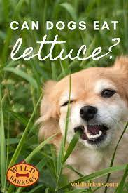 Can Dogs Eat Lettuce Can Dogs Eat Types Of Lettuce Wild Lettuce