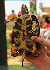 Check spelling or type a new query. Wood Turtle Wikipedia