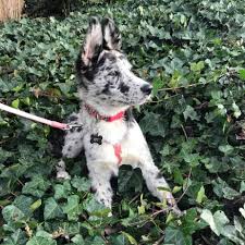 Find by desired breed, age, height, weight, group and more at infinitypups.com. Australian Shepherd German Shepherd Mix Facts