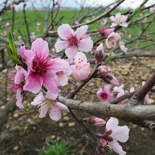 Tree with pink flowers texas. Wild Peach Elgin Tx