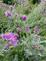 Image result for Stoebe