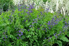 Image result for Baphia speciosa