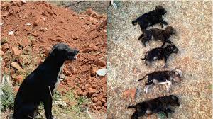 Maybe you would like to learn more about one of these? Petition Police Commissioner M N Reddi Punish Woman Who Killed 8 15 Day Old Puppies In Front Of Their Mother Change Org