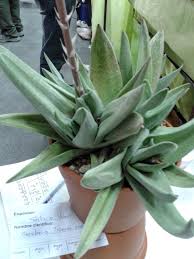 Use the succulent identification chart to find your unknown succulents; Gasteria Cv Green Ice Cacti And Succulents Planting Succulents Succulents