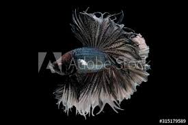 Classification of betta fish according to their dynamic patterns. Colorful With Main Color Of Metal White And Black Betta Fish Siamese Fighting Fish Was Isolated On Black Background Fish Also Action Of Turn Head In Different Direction During Swim Buy