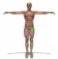 Schmerzen Anheben Oberschenkel Gesundheit Und Medizin Gesundheit Sport