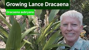 Image result for Dracaena aubryana