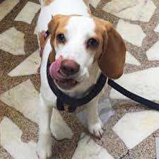 Doggo Istanbul Un Kopek Gezdirme Ve Bakim Uygulamasi