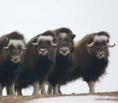 Image result for yak