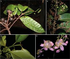 Image result for Malouetia mildbraedii