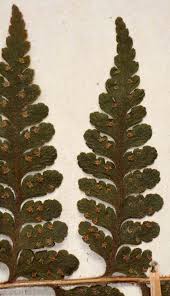 Image result for Microlepia speluncae