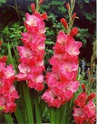 Gladiolus Hybrida Eva Puixeu Gladiolus Flower Beautiful Flowers Orchid Show