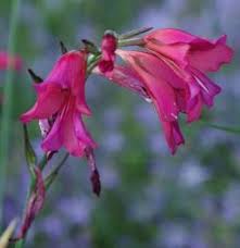 Image result for Gladiolus unguiculatus