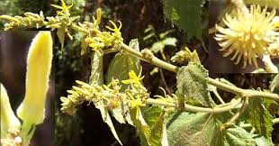 Image result for Triumfetta brachyceras