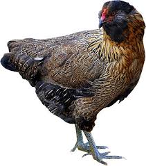 Chicken Coop Building 101 Chickens Backyard Chickens Pet Chickens