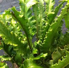 Image result for Asplenium laurentii