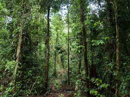 Habitat fragmentation has severe consequences for the animals that depend on that habitat for survival, including the invasion of new species and changes in landscape associated with the edge. Forest Habitat Habitats Wwf