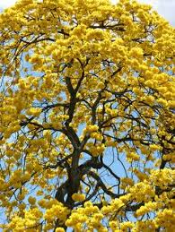 We've selected the very best flowering trees here and you can browse by blossom colour or season of flowering. 230 Flowering Fruit And Ornamental Trees Ideas Ornamental Trees Plants Flowering Trees